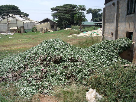 Piles of green flower-farm biomass beside greenhouses