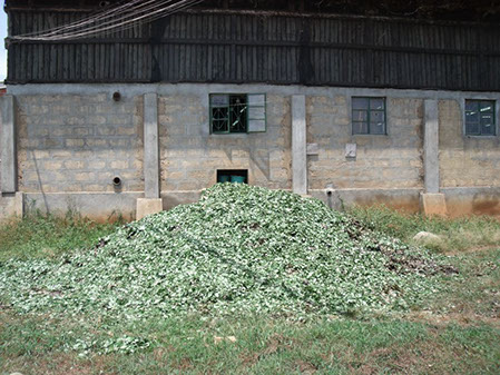 Heap of plant waste outside a farm building