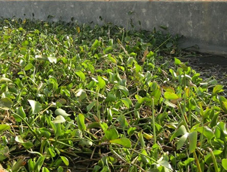 Water hyacinth gathered as biogas feedstock